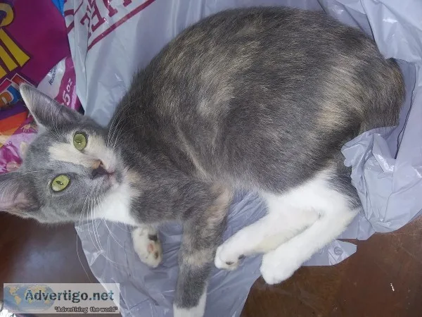 Adult female and kittens
