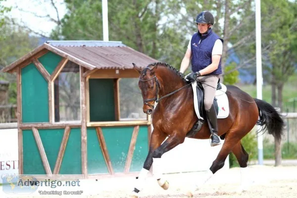 8yo Talented KWPN Dressage Gelding