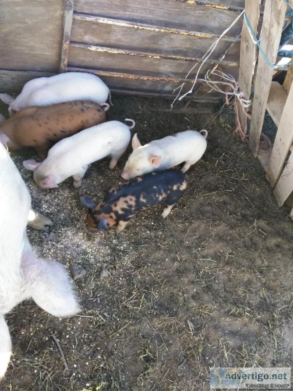 Pigs