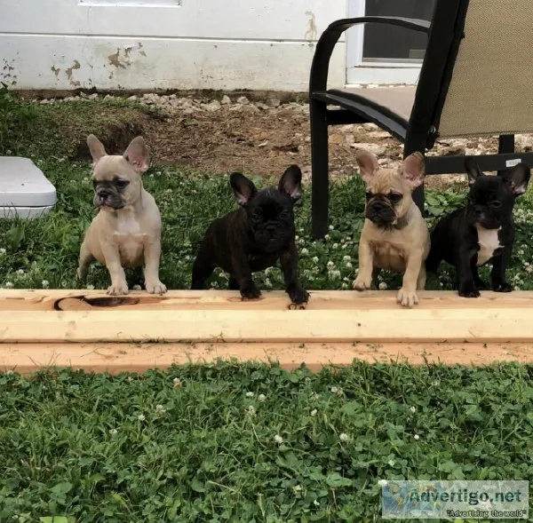 2 fawn male and 2 black female pugs ready for a new home