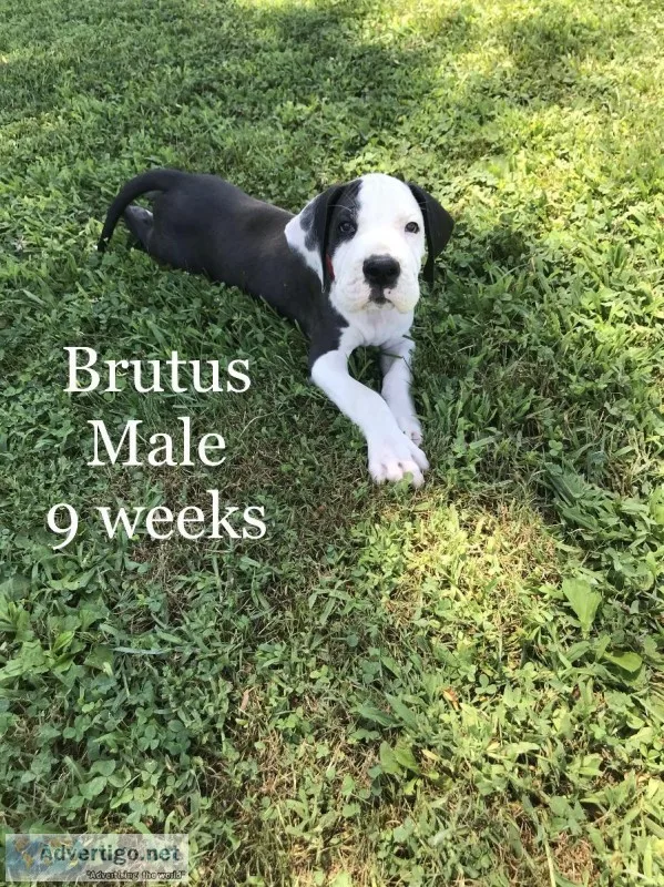 Great Dane Puppies