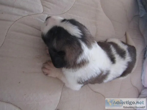 Saint Bernard puppies