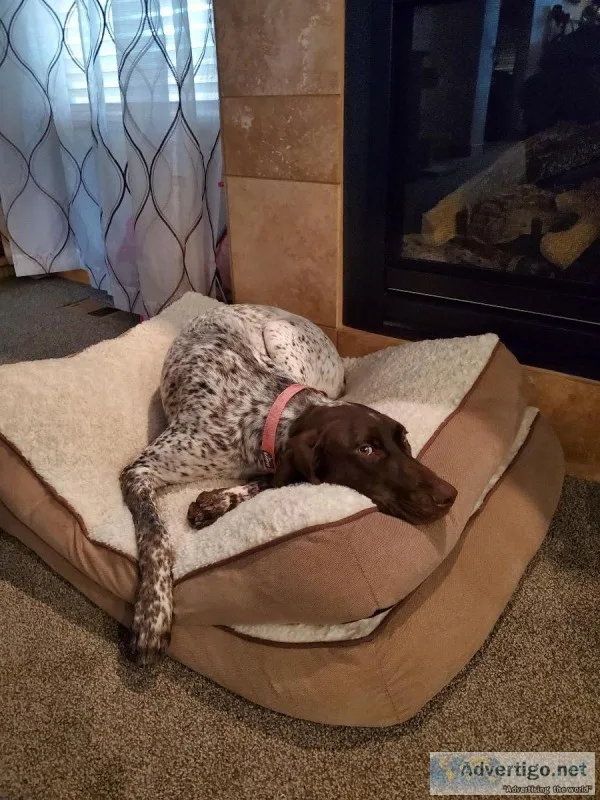 German Short haired pointers