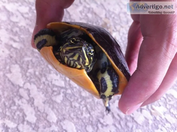 Young Female Chicken Turtle