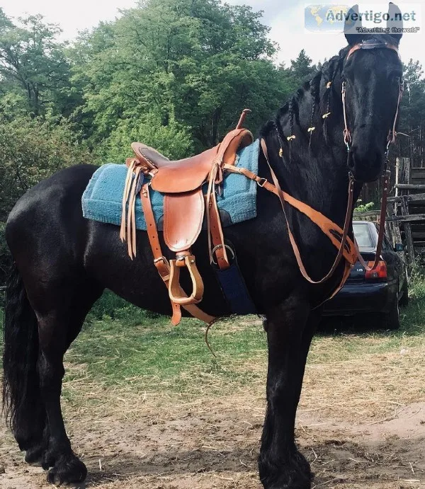 Mare Friesian  Cuddle Bug and So Talented 