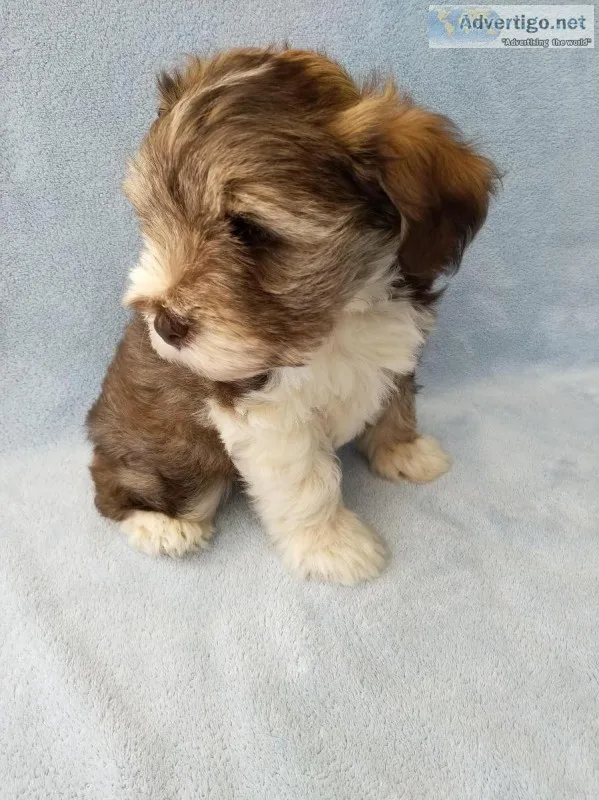 Miniature Schnauzer (hypoallergenic dog)