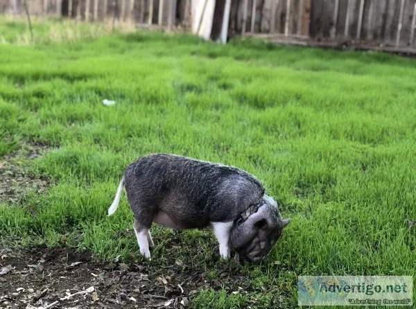 Potbelly pig needs home