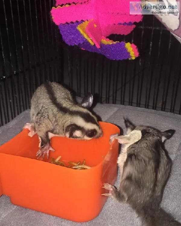 Adorable male and female sugar glider
