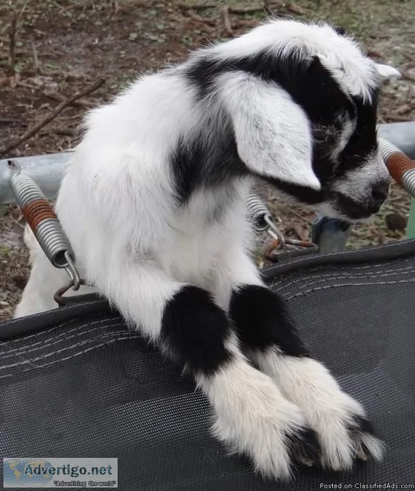 Baby Goat (Orlando FL)