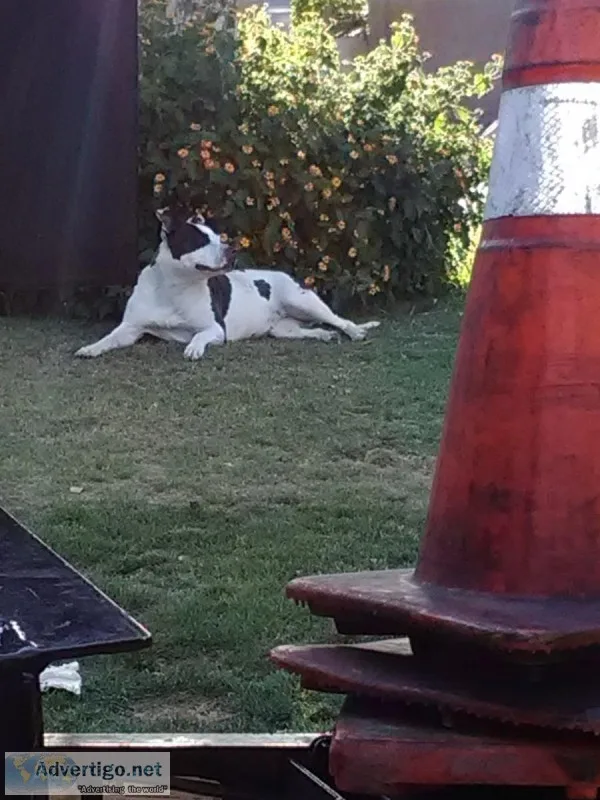 Female pitbull