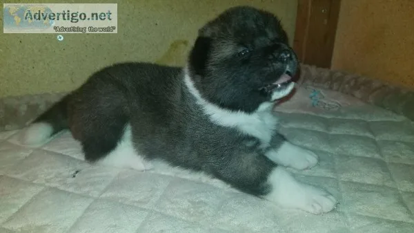 AKC Registered Purebred Akita Puppies