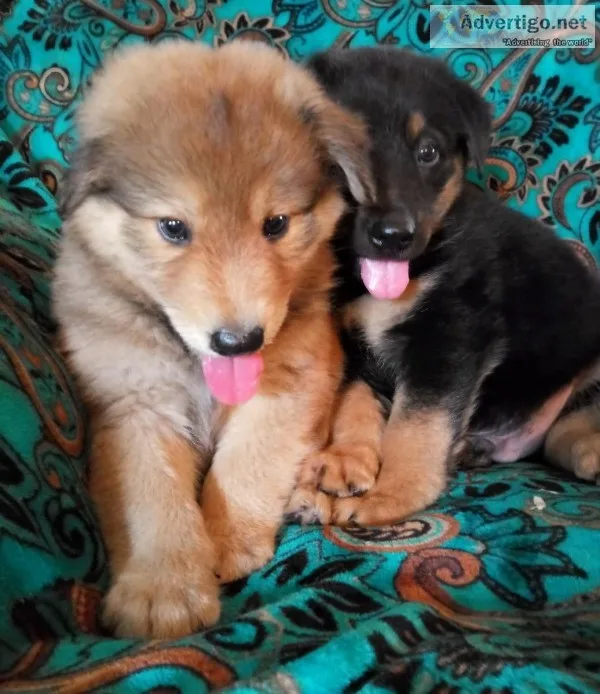 Great pyreneese aussie puppies