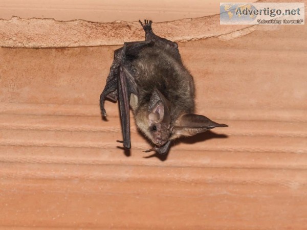 Wildlife Removal Services in Houston