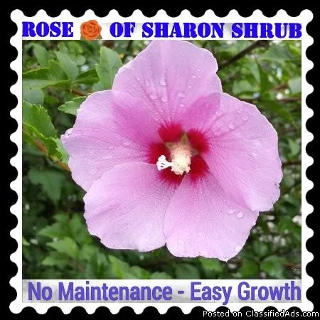  Various Plants - and  Flowers  Rose of Sharon Xmas Tree 75Large