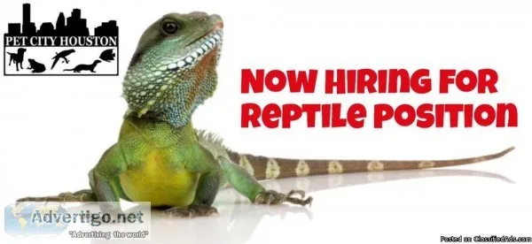 Reptile