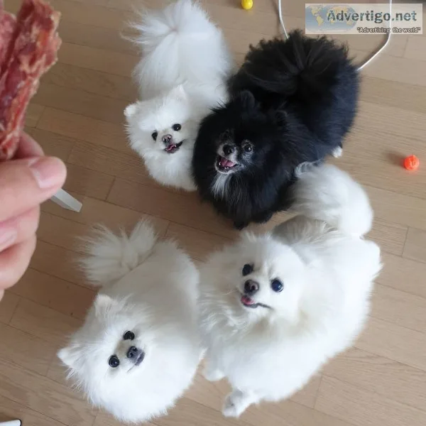 Puppies for sale
