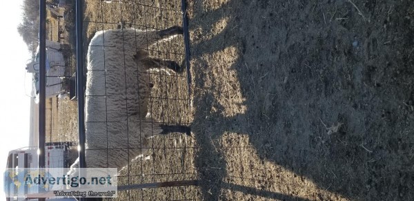 Ram and ewes for sale