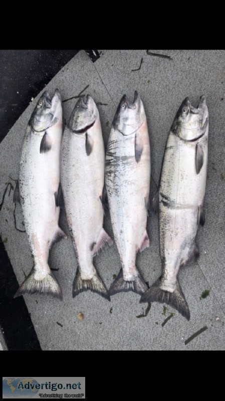 Chinook King Salmon Season Is Here