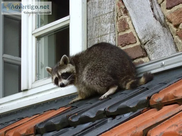 Raccoon Removal Service In San Diego