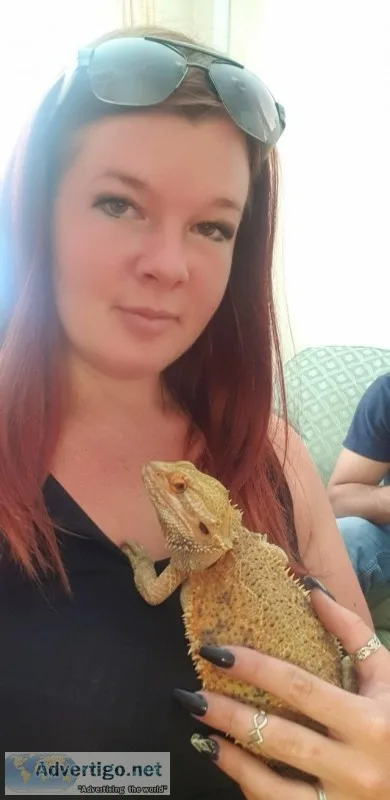 Bearded dragon for sale