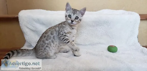 TICA Registered Bengal Kittens