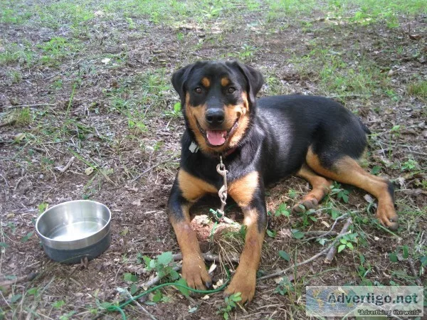 searching for status  2 Rottweilers