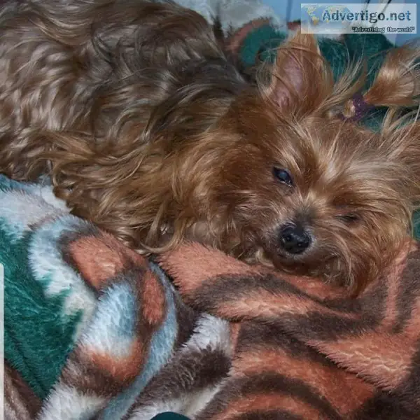 Lost 16 year old Yorkshire Terrier