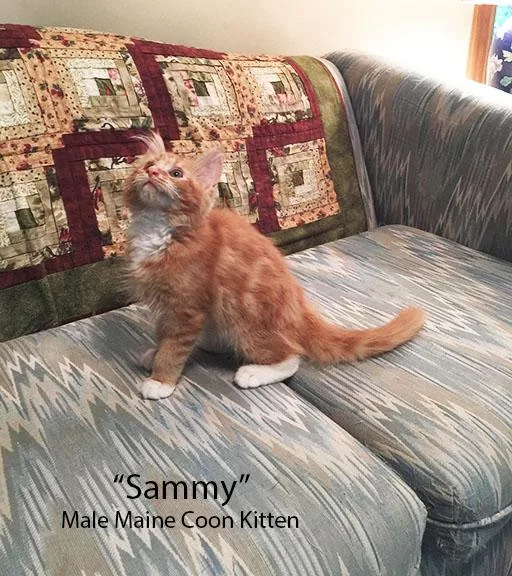 Gentle and Giant Maine Coon Kittens