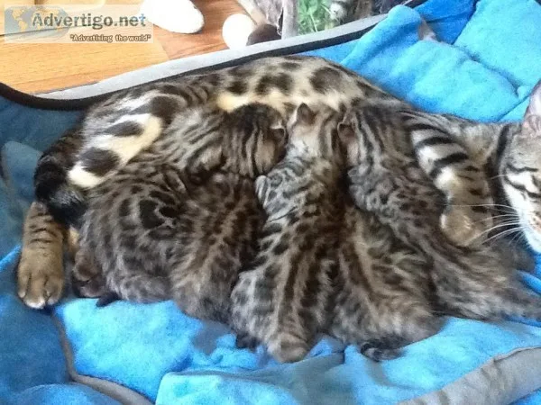 Beautiful Bengal kittens for sale