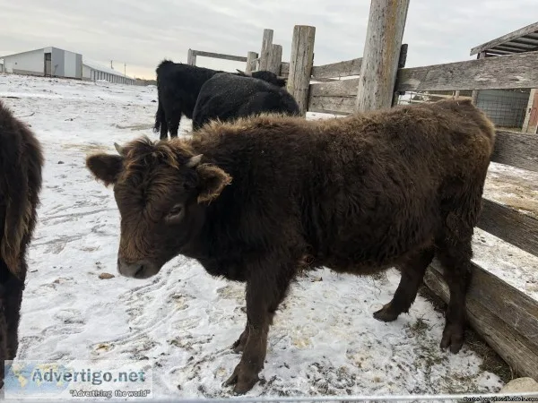 Calf