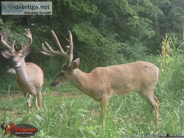 Kentucky deer hunt