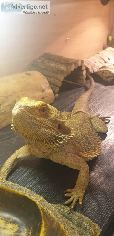 Bearded dragon for sale