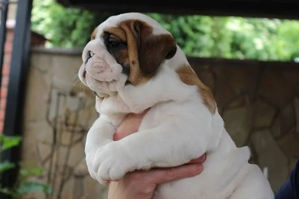 Pure breed english bulldog puppies avail