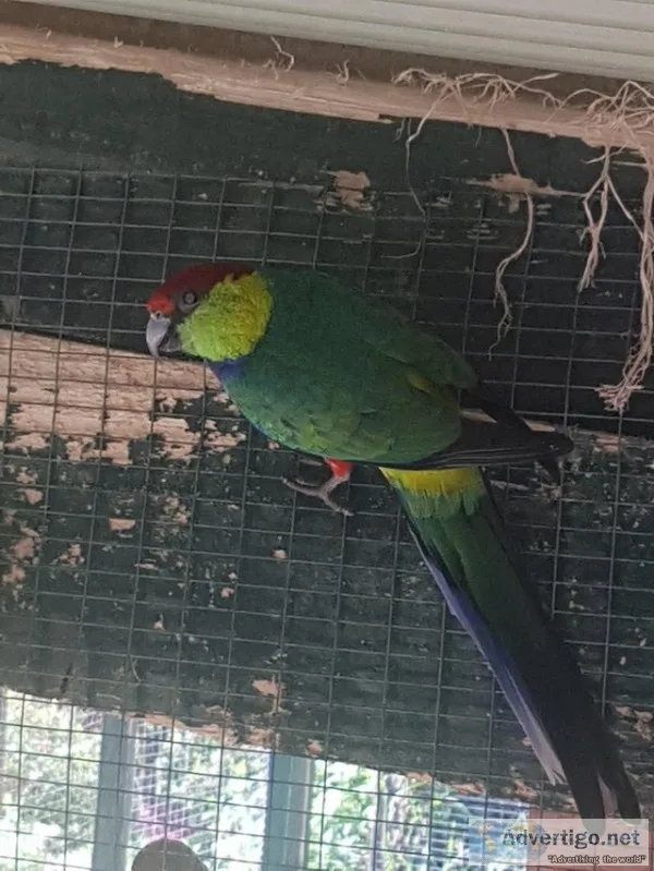 3 stunning red capped parrots
