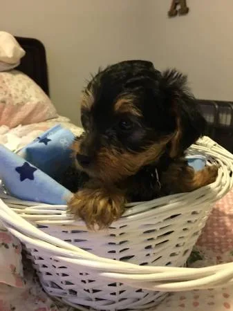 Adorable yorkie puppies