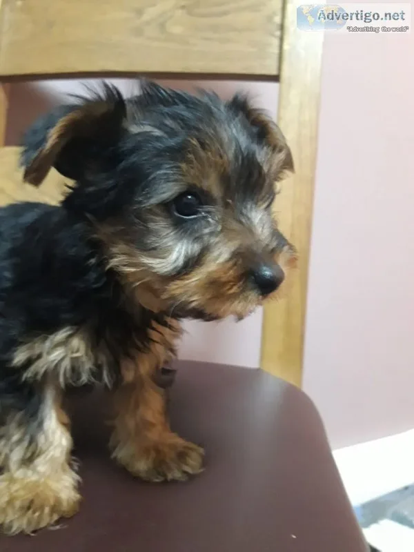 Males female $1500 parti yorkie 8 weeks