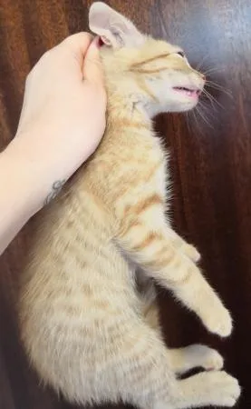 Male ginger kitten fully vaccinated 