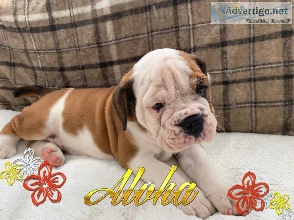 Friendly english bulldog puppies