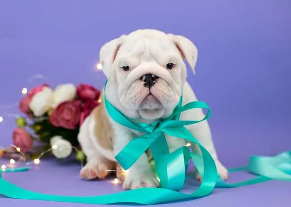Lovely akc english bull dog 