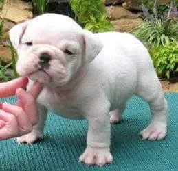 English bull dog pups available