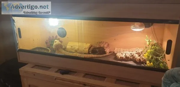 Bearded dragon for sale
