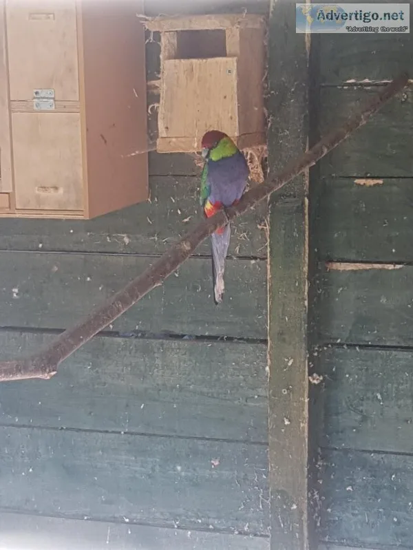 3 stunning red capped parrots