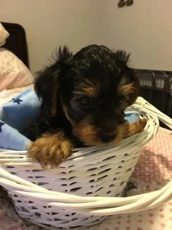 Adorable yorkie puppies