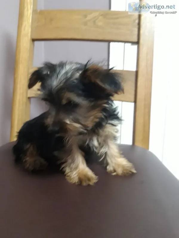 Males female $1500 parti yorkie 8 weeks