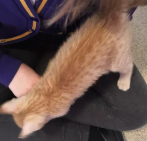 Male ginger kitten fully vaccinated 