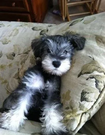 intelligeNt schnauzer Puppies needing Good homes.