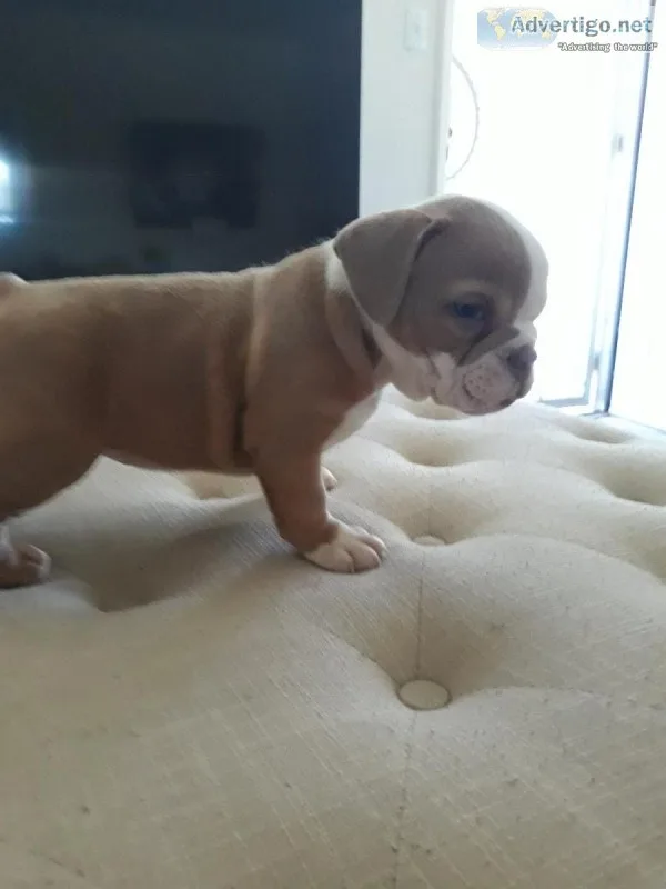 English bulldog puppies for sale