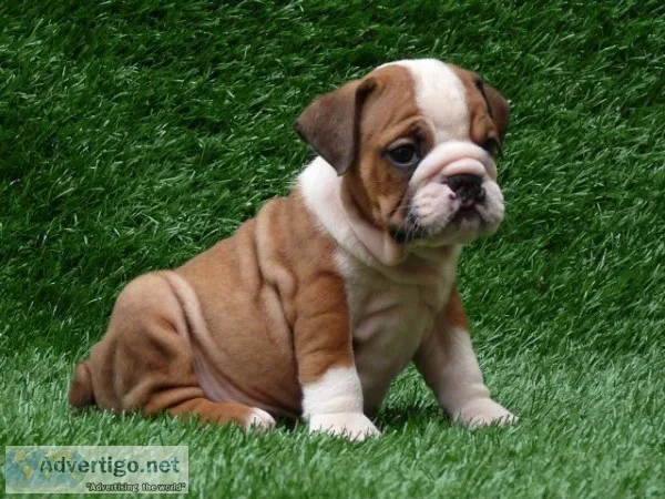 Friendly english bulldog puppies