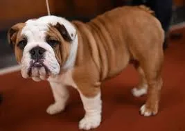 Socialized english bulldog puppies