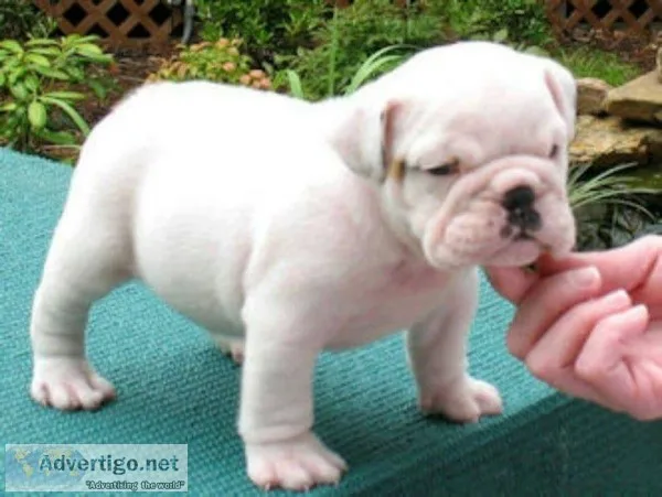 English bull dog pups available